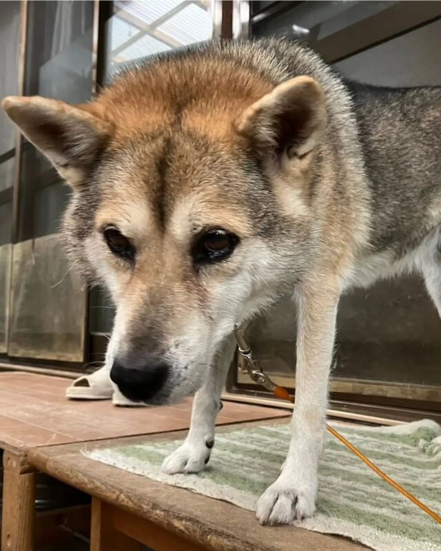 ペット しつけ 京都店 安い